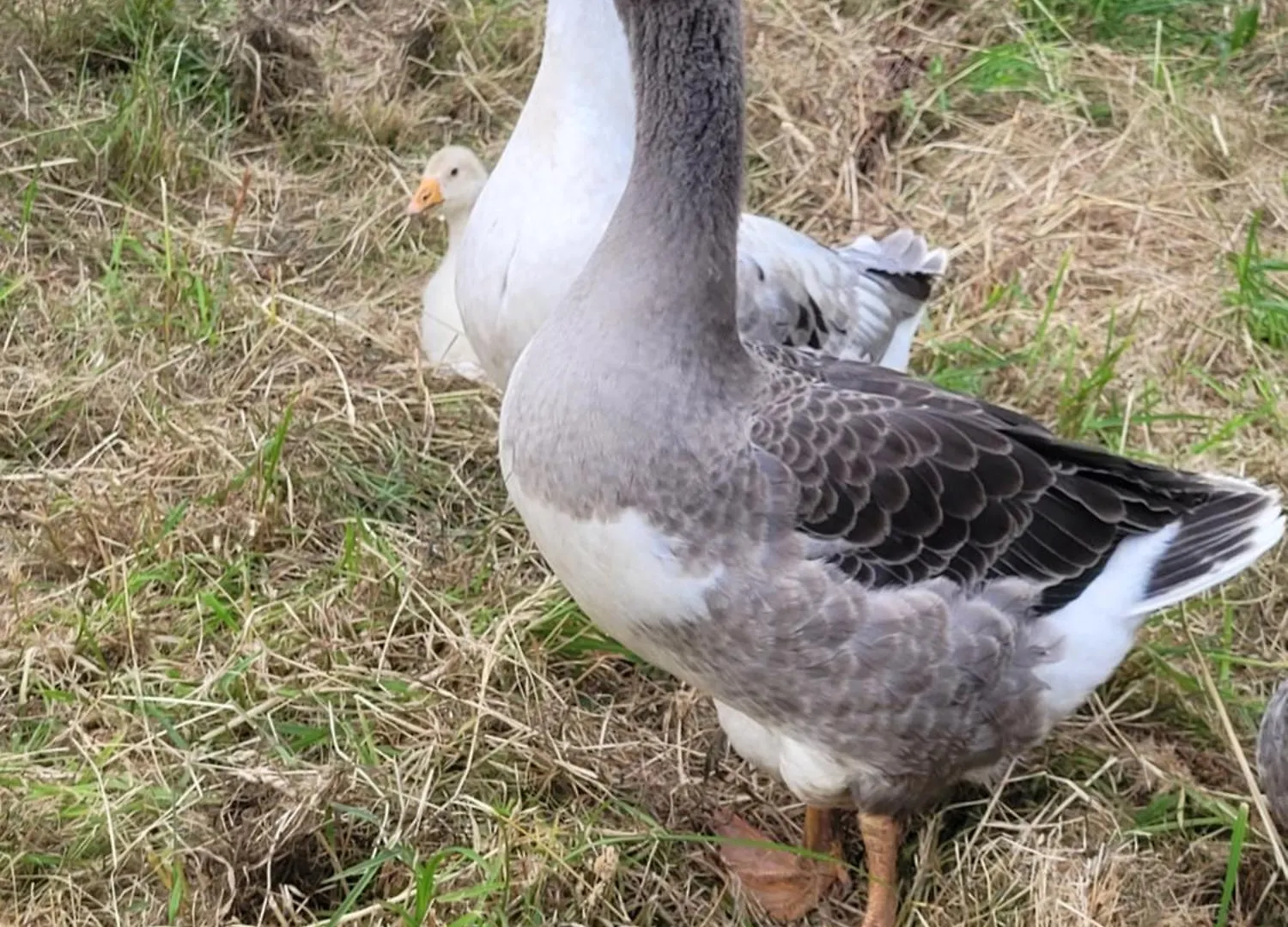 Gite La Nouette Plemet